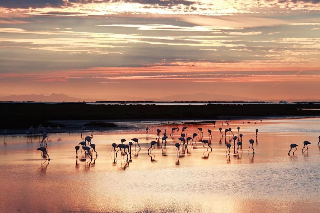 Chaleureux Niche Au Coeur Des Salins Arles