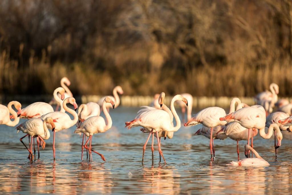 Chaleureux Niche Au Coeur Des Salins Arles